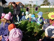 Sklízíme úrodu na školní zahrádce